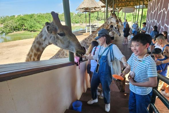 曼谷塞福瑞野生動物園Safari World(安排搭乘車輛近距離觀賞動物與餵長頸鹿體驗)