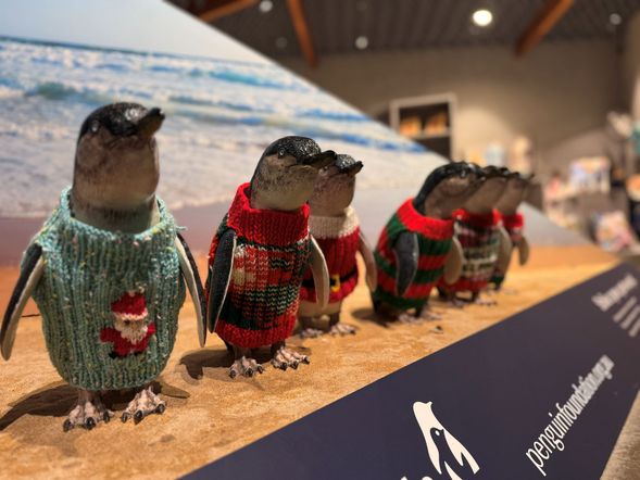 企鵝歸巢(Penguin Parade)
於日落後觀賞小企鵝由海中返回巢穴的自然生態奇景,是菲利普島最受歡迎的野生動物體驗。
*實際入場時間將依季節、日落時間及菲利普島官方安排而定。