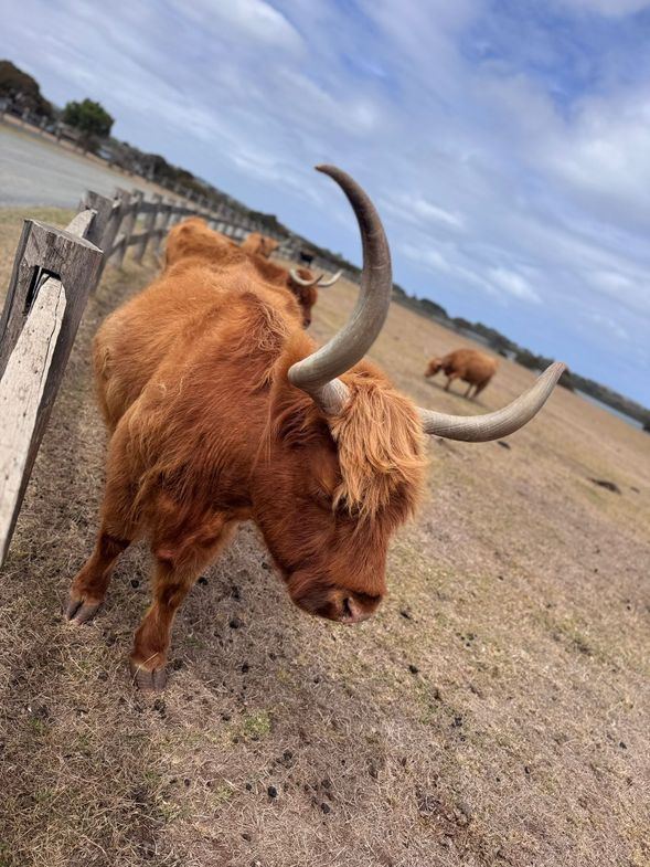 位於菲利普島自然保育區內的歷史農場,保留傳統澳洲農村風貌。旅客可近距離接觸多種農場動物,並欣賞沿海田園景色,適合親子同行及喜愛自然體驗的旅客。