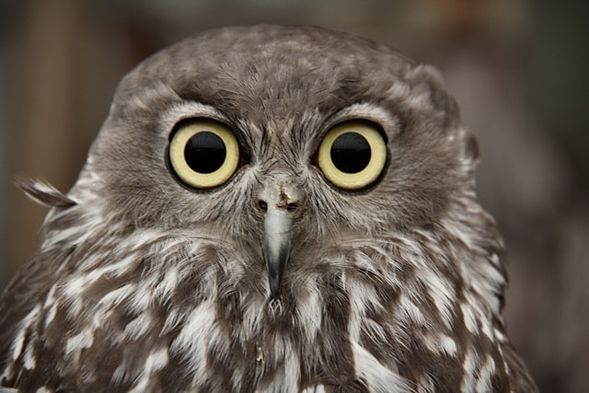 希爾斯維爾野生動物園以澳洲原生動物保育為主題,可近距離觀賞無尾熊、袋鼠、袋熊、鴨嘴獸及多種本土動物。園內重點體驗為 Spirits of the Sky 飛鳥表演,約 20–30 分鐘,旅客可於飛行劇場欣賞猛禽、貓頭鷹及色彩鮮明的鸚鵡展現自然飛行姿態,近距離感受澳洲鳥類的力量與美感。