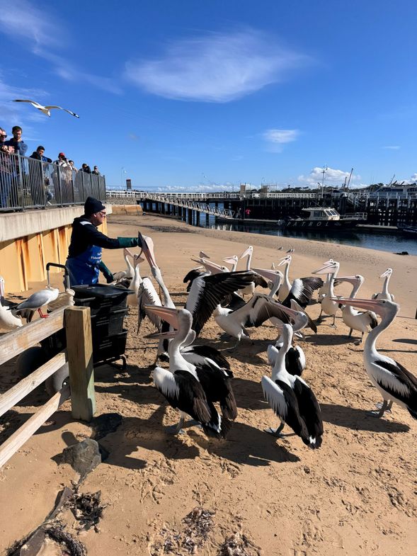 位於菲利普島入口小鎮 San Remo 的著名生態活動,每日傍晚由工作人員進行布袋鳥(Pelican)餵食示範。旅客可近距離觀察牠們的體型與覓食行為,了解相關生態知識,是輕鬆且具教育意義的自然體驗。
活動性質:
*定時餵食觀賞
*免費活動
*實際時間以現場公告為準