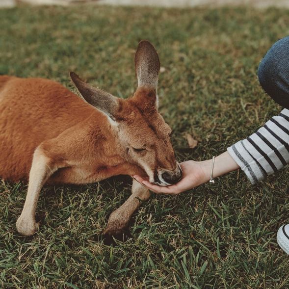月光動物園(Moonlit Sanctuary Wildlife Conservation Park) 是墨爾本附近著名的澳洲野生動物保育園區,園內棲息超過 60 種澳洲原生動物。旅客可近距離觀察袋鼠、無尾熊、袋熊及丁狗等代表性澳洲動物,並可體驗餵食袋鼠與野生動物互動,深入了解澳洲本土生態與保育工作。