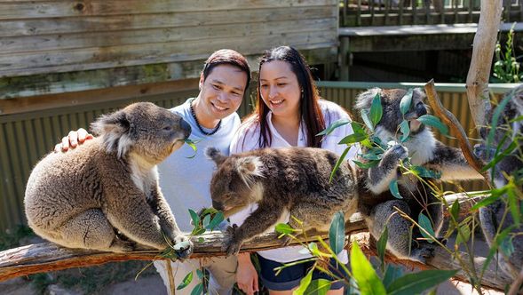 巴拉瑞特野生動物園提供特色「動物互動體驗」,可近距離接觸無尾熊及袋熊,並可拍照留念,體驗更貼近動物的真實距離。
園區以開放式環境與高互動性見稱,並設有塔斯馬尼亞惡魔等澳洲代表性物種,讓旅客在輕鬆氛圍中深入認識當地野生動物。