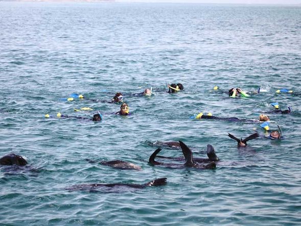 旅客可選擇參與 海豚共遊體驗,於自然海域中近距離與野生海豚一同游泳,感受牠們在海中自由活動的震撼魅力;亦可選擇 只乘船觀賞行程,在船上欣賞海豹、海豚及其他海洋生物於自然環境中的行為,不需下水,同樣精彩。
航程由經驗豐富的專業船員帶領,活動以安全為首要考量,並尊重野生動物的自然習性。無論選擇落水共遊或純觀賞,皆能深入了解墨爾本周邊海洋生態,體驗難忘的海上生態之旅。