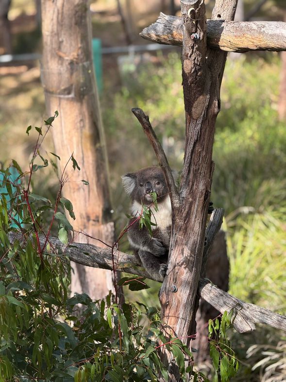 Koala Conservation Reserve|樹熊(無尾熊)保育區
專為保育野生無尾熊而設的自然保護區,設有高架木棧道,讓旅客於不打擾動物的情況下觀察無尾熊在自然棲息環境中的活動,是認識澳洲原生動物的理想地點。