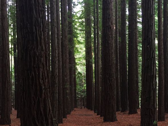 奧特韋紅木森林
位於 Great Otway National Park 內的紅木森林,由高聳筆直的紅木樹組成,林間光影層次分明,氣氛寧靜神秘,是大洋路沿線極具特色的自然景點,適合短暫步行與拍照。