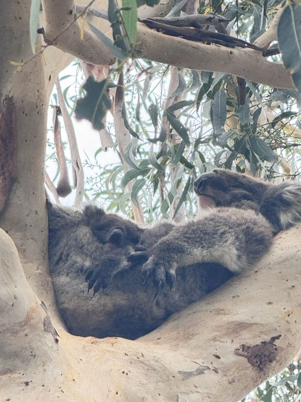 Great Otway National Park 尋找野生 Koala
於自然棲息地尋找野生無尾熊身影。