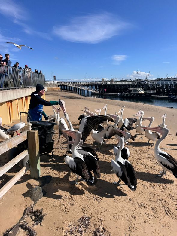 菲利普島入口小鎮,每日中午約 12:00 會進行布袋鳥餵食活動。屆時成群布袋鳥會聚集於碼頭海岸,由工作人員進行定時餵食,形成生動有趣的自然景象。旅客可於指定觀賞區域觀看布袋鳥互動,感受海岸小鎮輕鬆愉快的氛圍,是前往菲利普島途中極具特色的短暫停留體驗。