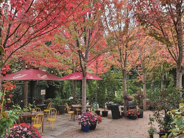 行程首先造訪阿洛文花園(Alowyn Gardens),園區以多個主題花園設計聞名,四季花卉各具特色,適合漫步欣賞園藝景觀及拍照留念。