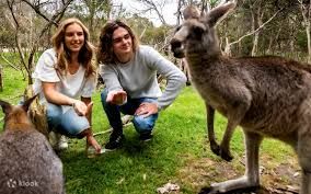 【華南埠野生動物體驗|近距離認識澳洲動物】
走進 Warrnambool Wildlife Encounters,在園方導覽員帶領下,近距離認識澳洲特色動物,了解牠們的習性與故事,為海岸旅程增添難忘的動物互動回憶。
*實際接觸及餵食活動以園方當日安排為準,請遵從工作人員指示。