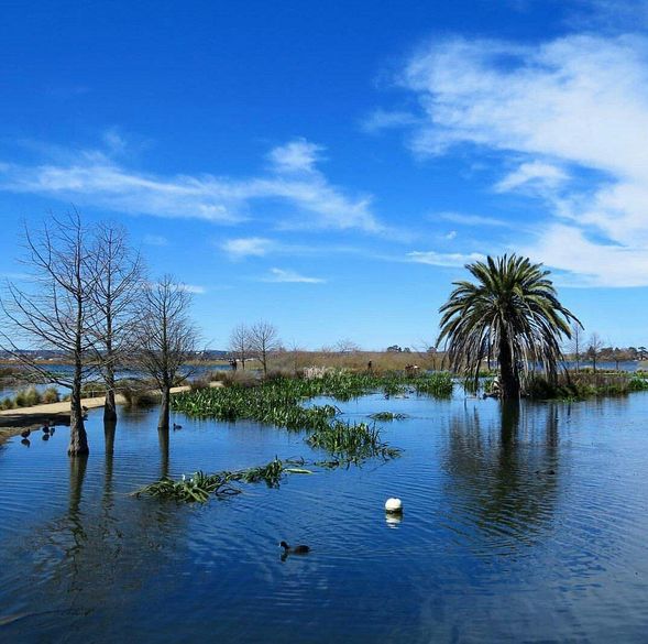 溫多瑞湖
Lake Wendouree 位於 Ballarat 市中心,是當地著名的湖畔休閒景點。湖水遼闊、環境寧靜,四周環繞優雅的歷史建築與步道,適合散步、拍照及短暫休息,展現 Ballarat 悠閒宜人的城市風貌。