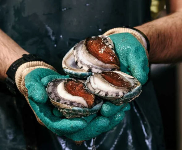 【鮑魚養殖場|自選導覽及品嚐體驗】
前往 Port Fairy 的 Ocean Road Abalone 鮑魚養殖場,在專人帶領下了解澳洲鮑魚從育苗到成長的養殖過程,並品嚐鮑魚,探索南大洋孕育的在地滋味。
・導覽連品嚐:約 A$64.50/位
・體驗時間:約90分鐘
*此為自選自費行程,須提前預約,並視場次及當日行程安排確認;價格以預訂時確認為準。