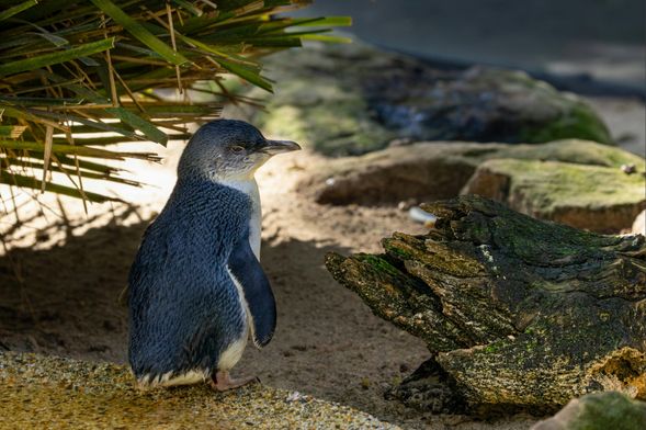 企鵝歸巢(Penguin Parade)
於日落後觀賞小企鵝由海中返回巢穴的自然生態奇景,是菲利普島最受歡迎的野生動物體驗。
*實際入場時間將依季節、日落時間及菲利普島官方安排而定。