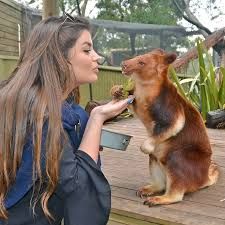 巴拉瑞特野生動物園位於 Ballarat 市郊,是一座以澳洲原生動物為主的小型野生動物園。