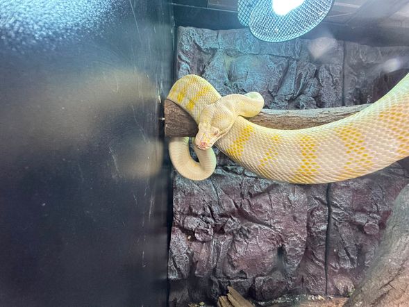 瓦南布爾野生動物園(不適用星期一及星期二及聖誕節)
近距離與袋熊、塔斯曼尼亞魔鬼等動物互動