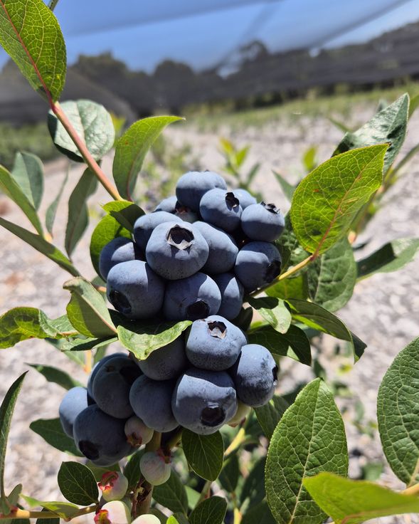 Blueberries 採果安排(2–5 月)
藍莓採果為維多利亞州季節限定體驗,一般於每年 2 月至 5 月 開放(實際視天氣及果況而定)。行程將安排前往當季開放之藍莓果園,讓旅客親身體驗採摘樂趣。