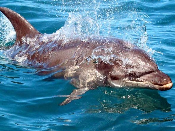 冬季期間(7–8月)為南澳沿岸觀鯨最佳季節之一,多種鯨魚會沿著維多利亞州海岸遷徙經過菲利普島外海。本行程特別安排乘船出海觀鯨巡航,帶領旅客前往開闊海域,近距離欣賞野生鯨魚於自然環境中的活動姿態。常見可觀賞到的鯨種包括座頭鯨及南露脊鯨,運氣良好時更有機會看到鯨魚躍出海面的壯觀畫面。