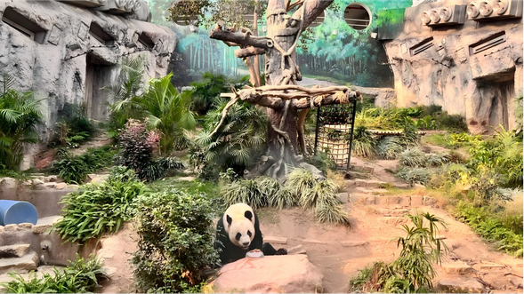 D3 澳門本地4小時半天包車遊/或直接送機場
早上:澳門酒店上門專車接送
-石排灣郊野公園:澳門唯一的熊貓館,親子同樂的自然休閒去處
-路環碼頭:寧靜漁村風情,彩色小船與安德魯葡撻的發源地
專車送澳門機場/碼頭