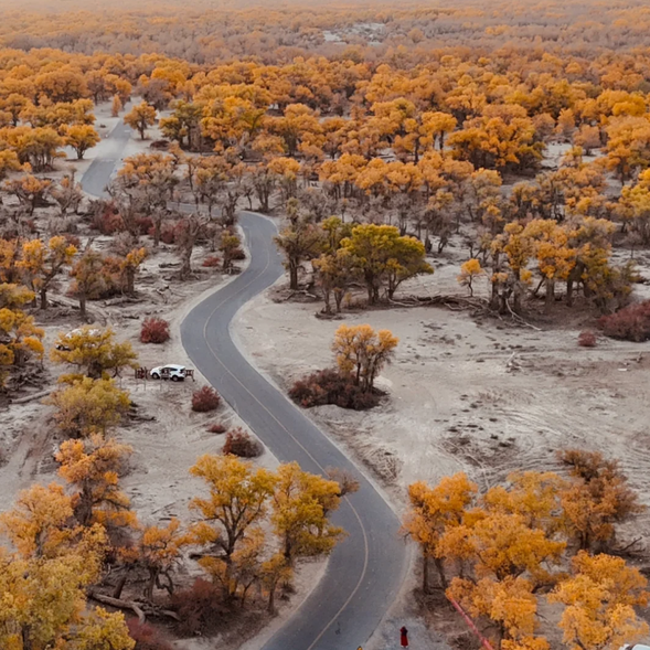 今天,我們將從【庫爾勒】出發,前往壯美的【塔里木胡楊林】,探索這片世界上面積最大的原始胡楊林,感受它四季分明的自然魅力。隨後抵達【庫車】,展開南疆文化與自然的深度之旅。
胡楊林不是只有秋天 一年四季也都很美喔!
【塔里木胡楊林】四季之美