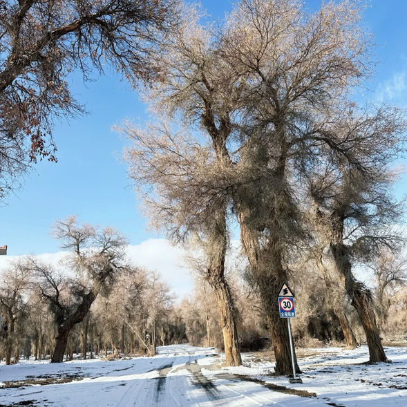 冬天的【塔里木胡楊林】——傲然的風骨
冬季的胡楊林展現出它最為堅韌的一面,雖然葉子早已落下,但蒼勁的枝幹在風雪中依然挺立,彰顯出胡楊“不死千年”的精神。白雪覆蓋在胡楊樹上,營造出靜謐而莊嚴的畫面,讓人感受到大自然的深沉與偉大。