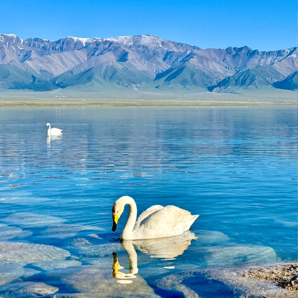 今天,我們將前往以“西域明珠”著稱的【賽里木湖】,欣賞它純淨而壯麗的美景。隨後途觀宏偉的【果子溝大橋】,如橋如畫般的景色定會讓您印象深刻。如果剛好在6-7月旅行,還有機會參觀【薰衣草莊園】,依花期欣賞浪漫的紫色花海,最後抵達【伊寧】,展開新的旅程。