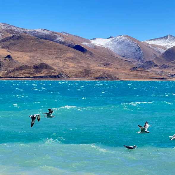 今天的行程充滿高原風光與厚重歷史,從【拉薩】出發,翻越壯麗的【岡巴拉雪山】,遊覽世界最美淡水湖【羊卓雍措】,途經震撼的【卡若拉冰川】,感受英雄古城【江孜】的歷史與文化,最後抵達【日喀則】住宿。全程沿途景色變幻,令人目不暇接。
【羊卓雍措】
被譽為“世界上最美麗的水”,湖面如寶石般湛藍,與遠處的雪山連成一線,構成一幅無比震撼的畫面。車輛環繞湖邊行駛,讓您能從不同角度欣賞這片靜謐美麗的高原聖湖。