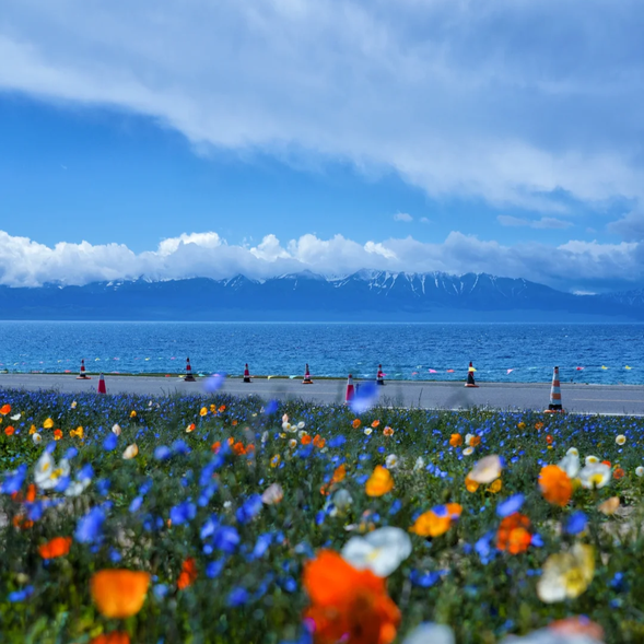 【賽里木湖】是新疆海拔最高、面積最大的高山湖泊,被譽為“天山上的藍寶石”。湖水清澈透明,四周環繞著連綿的雪山和茂密的森林,湖畔的草原如綠色絨毯一般,牛羊悠然自得,構成了一幅詩意的自然畫卷。春夏季節,湖邊盛開著無數野花,點綴其間,景色美不勝收。
