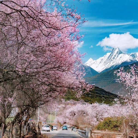 今天的也是桃花節的重點行程將帶您探索【波密】與【林芝】的絕美景致。
從【波密桃花溝】的壯美春景開始,途經靜謐如畫的【古鄉湖】,再到【魯朗林海】的自然奇觀,還將品嘗當地特色美食【石鍋雞】。隨後前往【魯朗國際旅遊小鎮】自由漫步,感受獨特的藏地風情,傍晚返回【林芝八一鎮】休息