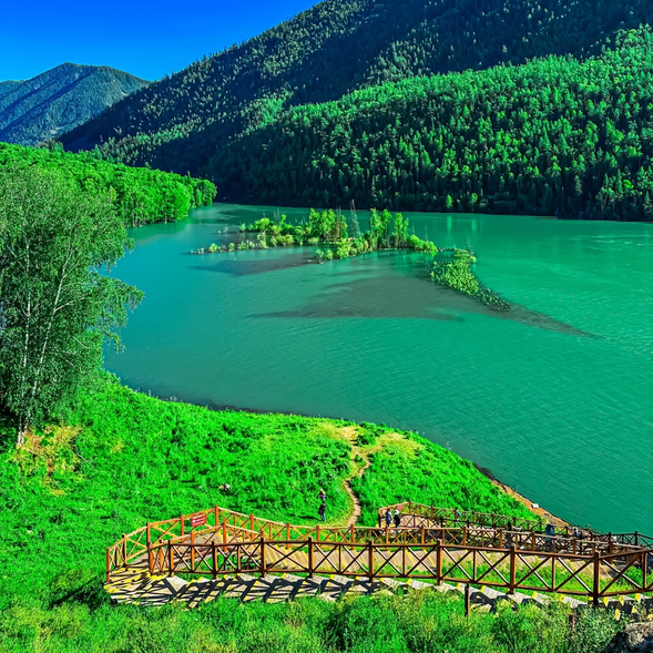 臥龍灣位於喀納斯河流經之處,因河道曲折形似臥龍而得名。這裡的河水清澈見底,周圍環繞著蒼翠的森林與茂密的草地,宛如一條蜿蜒的玉帶。晨霧升起時,景色更添幾分夢幻,令人流連忘返。