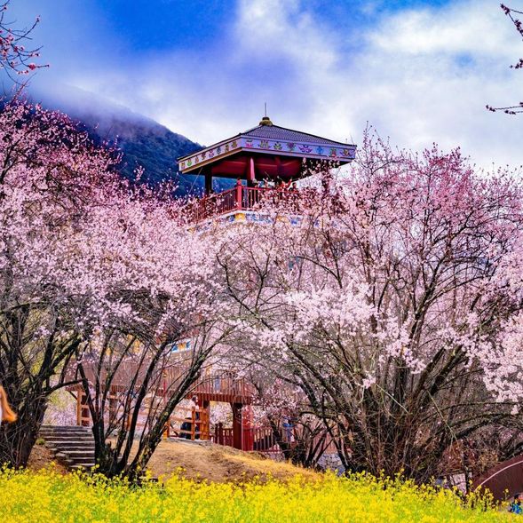 今天的行程將帶您走進【林芝桃花節】的核心地帶,穿越壯麗的雪山和幽深的峽谷,感受桃花與自然的完美融合。
途經色季拉山,遠眺“中國最美山峰”【南迦巴瓦峰】,最後抵達被譽為“桃花仙境”的【波密】,沿途風光美不勝收。