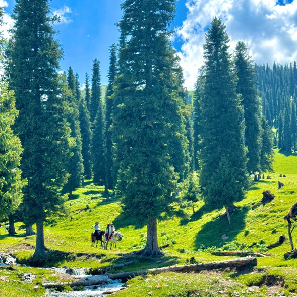 【那拉提景區】位於天山腹地,是世界四大高山河谷草原之一,以其壯闊的草原風光和濃郁的牧區文化聞名。每年春夏時節,草原上繁花盛開,牛羊成群,湛藍的天空與翠綠的草原交相輝映,構成了一幅生動的自然畫卷。
景區內有多條經典路線,其中最具代表性的是【河谷草原】和【空中草原】。河谷草原沿著那拉提河展開,蜿蜒的河流宛如一條晶瑩的銀帶,兩岸草原綠意盎然,是徒步和騎馬的理想場所。而空中草原則位於高山之巔,視野極為開闊,登高遠望,雪山、森林和草原盡收眼底,讓人感受到心曠神怡的壯麗景色。
除了自然美景,那拉提還是體驗哈薩克族牧區文化的絕佳地點。在景區內,您可以看到牧民的傳統毡房,品嚐馬奶酒和抓飯等當地特色美食,感受草原上的游牧風情。無論是拍照、騎馬,還是與當地牧民互動,那拉提景區都能讓人留下難忘的記憶。