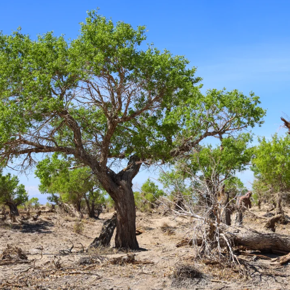 夏天的【塔里木胡楊林】——蒼翠的綠海
夏季的胡楊林變成一片蒼翠的綠海,茂密的枝葉遮天蔽日,讓酷熱的沙漠也顯得清涼宜人。陽光透過樹葉灑下斑駁的光影,湖泊與小溪潺潺流過林間,構成一幅靜謐而靈動的夏日畫卷,特別適合漫步和拍照。