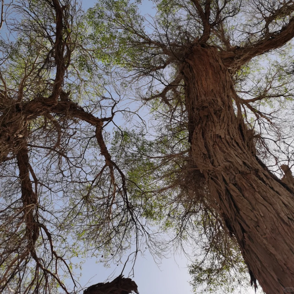 春天的【塔里木胡楊林】——新生的綠意
春日的塔里木胡楊林充滿了新生的氣息,樹枝吐出嫩綠的新芽,整片胡楊林彷彿從沉睡中蘇醒。林間百花點綴,蜂蝶飛舞,胡楊的綠意在沙漠與戈壁的襯托下格外鮮活,是感受生命力與希望的絕佳季節。
