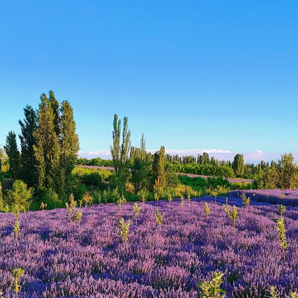 【薰衣草莊園】是新疆特有的浪漫風景,如果您的行程恰好在6-7月,可以根據花期參觀這片紫色的花海。伊犁是中國最大的薰衣草種植基地,成片的花田在陽光下散發著迷人的香氣,仿佛將人帶入了法國的普羅旺斯。薰衣草盛放時,莊園內的步道旁滿是紫色的花朵,無論是拍照留念還是悠閒漫步,都是一次不可多得的浪漫體驗。