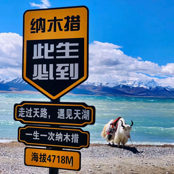 納木措
【納木措】意為“天湖”,是藏傳佛教的三大聖湖之一,海拔4718米,是世界上海拔最高的鹹水湖,也是中國第二大鹹水湖。湖水清澈湛藍,廣闊的湖面與周圍的雪山、草原交相輝映,宛如一顆晶瑩的藍色明珠點綴於羌塘草原之上。南側的【念青唐古拉山】終年積雪,倒映在湖面上,景色壯麗而神聖。
湖邊的草原上,水草豐美,是犛牛與山羊的樂園,也常見野生動物悠然其間,增添了自然的生機。無論是清晨湖邊的寧靜,還是傍晚夕陽餘暉映襯下的湖水光影,都能讓人感受到天地間的廣闊與純淨。