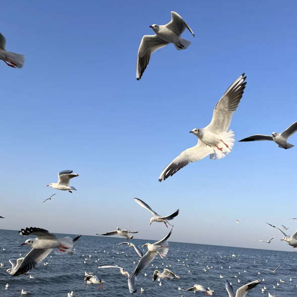 今天,我們將從【烏魯木齊】出發,前往壯麗的【博斯騰湖】,感受這片中國內陸最大的淡水湖的純淨與廣闊。隨後抵達【庫爾勒】,體驗南疆小城的獨特風情。
【博斯騰湖】位於巴音郭楞蒙古自治州,是中國內陸最大的淡水湖,被譽為“西域明珠”。湖泊面積遼闊,水質澄澈,湖面倒映著遠處的天山雪峰,構成了一幅壯麗的自然畫卷。博斯騰湖周邊的生態環境極為豐富,湖畔分布著茂密的蘆葦叢,是多種候鳥棲息和繁衍的樂園。每當微風吹過,蘆葦蕩漾,湖水粼粼,景色美不勝收。