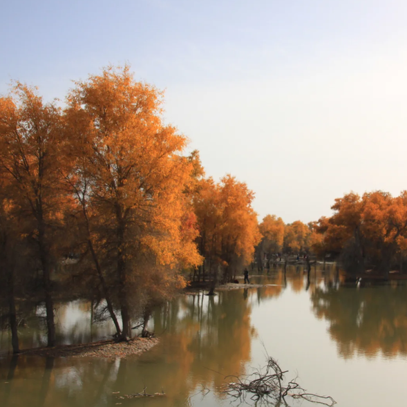 秋天的【塔里木胡楊林】——金色的盛宴
秋天的塔里木胡楊林是最令人神往的季節,整片林海變成耀眼的金色世界。陽光下,胡楊的葉子金光閃閃,沙漠與藍天襯托著它的壯美與震撼。這是攝影愛好者的天堂,也是領略胡楊生命韌性和壯麗美景的最佳時節。