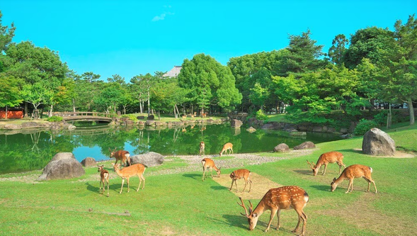 奈良公园
