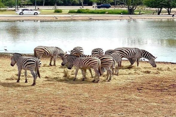 曼谷野生动物园