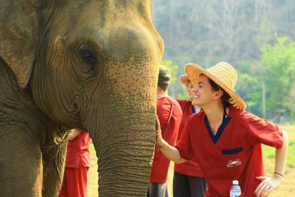 清迈景点参考:大象保护营