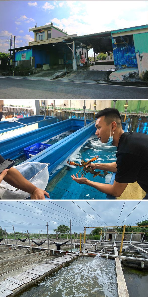 龍蝦園 & 龍蝦先生介紹