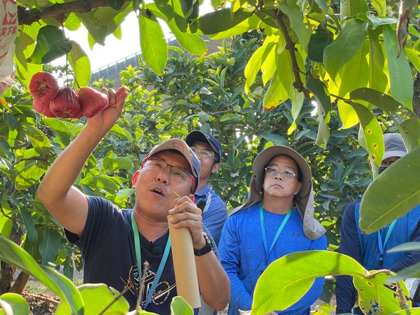 蓮霧知識互動解說