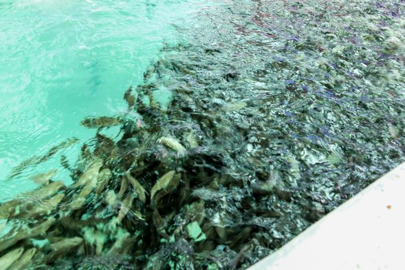 石斑魚魚苗餵食體驗