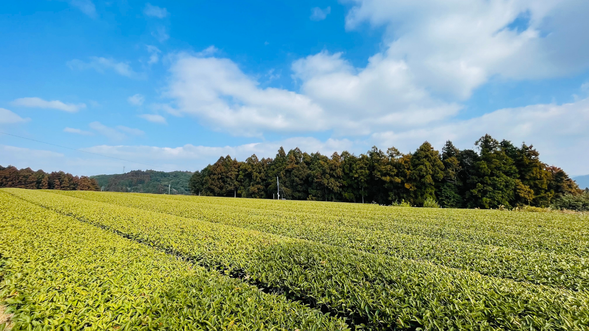 北村製茶に到着後、茶畑を散策!