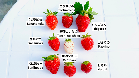 90分!いちご9種類食べ放題🍓🍓
トッピングアイス付きです
