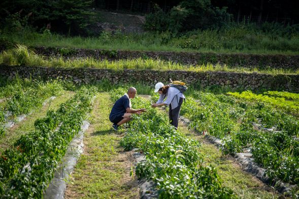 農家さんに教わりながら収穫!採れたてをその場で味見してみます♪