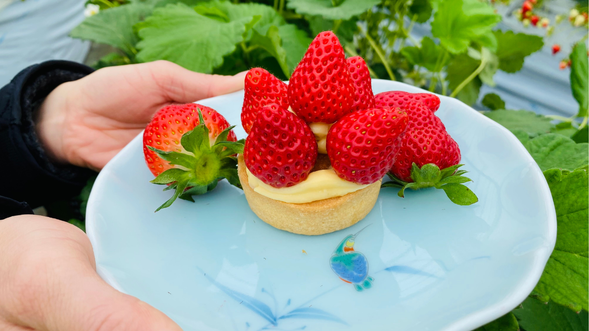 この体験では、タルト生地にクリームと収穫した「いちご」を飾りつけて、伊万里焼のお皿に盛りつけて自分だけのデザート完成!