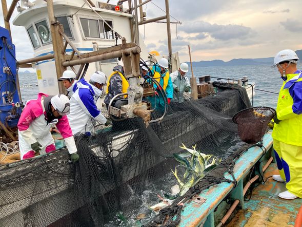 本物の漁の定置網を引き上げます!