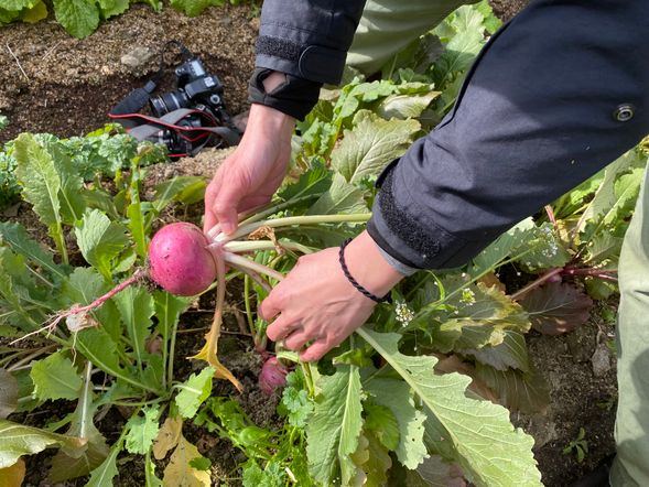 畑で野菜収穫体験!
※畑の場所は変わります。