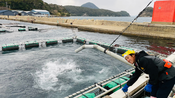 タイの餌やり体験&ブリ養殖見学!
